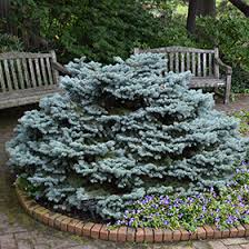 Attēlu rezultāti vaicājumam “Picea pungens”