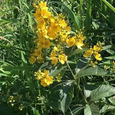 Attēlu rezultāti vaicājumam “Lysimachia punctata flower”