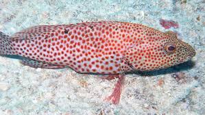 Image result for Cephalopholis cruentata