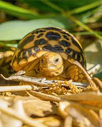 Attēlu rezultāti vaicājumam “Retinia resinella exuvia”