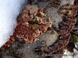 Attēlu rezultāti vaicājumam “Hypocreopsis lichenoides”