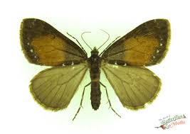 Attēlu rezultāti vaicājumam “Dysstroma truncata”