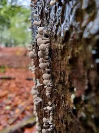 Attēlu rezultāti vaicājumam “Phleogena faginea stalked”