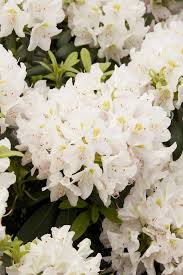 Attēlu rezultāti vaicājumam “Rhododendron catawbiense flower”