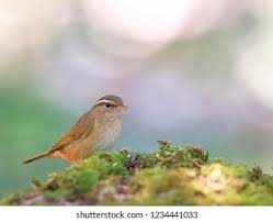 Image result for Phylloscopus schwarzi