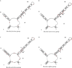Attēlu rezultāti vaicājumam “Bacidia subincompta”