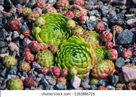 Attēlu rezultāti vaicājumam “Jovibarba globifera flower”