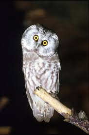 Image result for Aegolius funereus