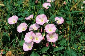 Attēlu rezultāti vaicājumam “Convolvulus arvensis flower”