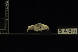 Attēlu rezultāti vaicājumam “Lepus sp.”