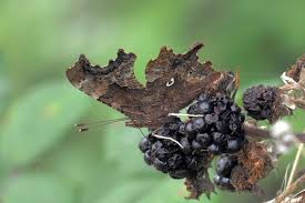 Attēlu rezultāti vaicājumam “Polygonia c-album underside”