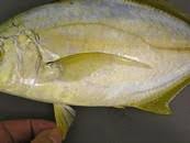 Image result for Caranx bartholomaei