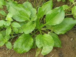 Attēlu rezultāti vaicājumam “Plantago major subsp. intermedia leaf”