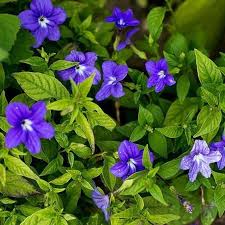 Image result for Browallia speciosa