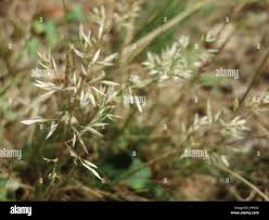 Attēlu rezultāti vaicājumam “Corynephorus canescens leaf”