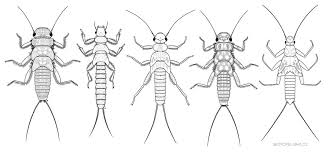 Attēlu rezultāti vaicājumam “Plecoptera”