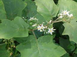 Attēlu rezultāti vaicājumam “Solanum nigrum leaf”