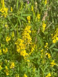 Attēlu rezultāti vaicājumam “Melilotus”