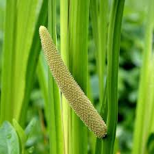 Image result for Acorus calamus
