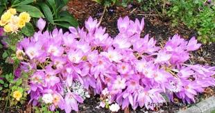 Attēlu rezultāti vaicājumam “Colchicum autumnale flower”