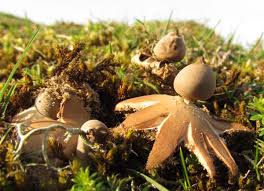 Attēlu rezultāti vaicājumam “Geastrum minimum”