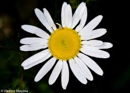 Attēlu rezultāti vaicājumam “Tripleurospermum inodorum”