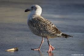 Attēlu rezultāti vaicājumam “Larus marinus adult”
