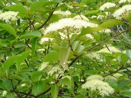 Attēlu rezultāti vaicājumam “Adoxaceae”
