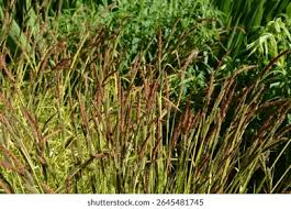 Attēlu rezultāti vaicājumam “Carex chordorrhiza leaf”