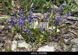 Attēlu rezultāti vaicājumam “Polygala amarella”