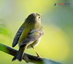 Attēlu rezultāti vaicājumam “Phylloscopus trochiloides adult”