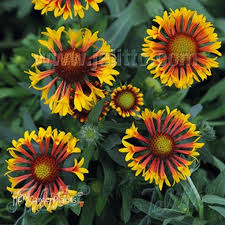 Image result for Gaillardia