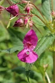 Attēlu rezultāti vaicājumam “Impatiens glandulifera flower”