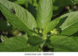 Attēlu rezultāti vaicājumam “Mercurialis perennis leaf”