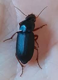 Attēlu rezultāti vaicājumam “Pseudoophonus rufipes”