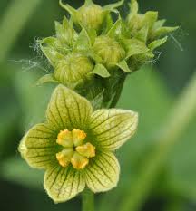 Attēlu rezultāti vaicājumam “Bryonia alba bud”