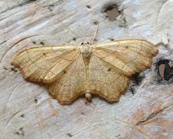 Attēlu rezultāti vaicājumam “Idaea emarginata”