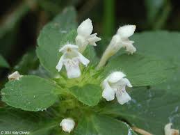 Attēlu rezultāti vaicājumam “Galeopsis tetrahit”