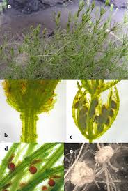 Attēlu rezultāti vaicājumam “Chara globularis”