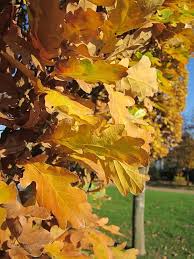Attēlu rezultāti vaicājumam “Quercus robur Fastigiata”
