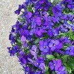 Attēlu rezultāti vaicājumam “Viola x williamsii”