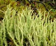 Attēlu rezultāti vaicājumam “Cladonia norvegica”