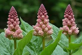 Attēlu rezultāti vaicājumam “Rumex confertus”