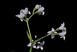 Attēlu rezultāti vaicājumam “Galium rivale flower”