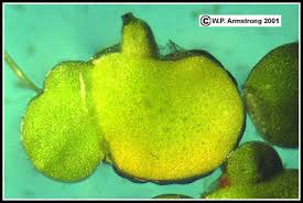 Attēlu rezultāti vaicājumam “Lemna gibba”