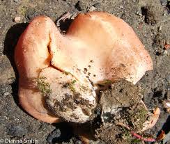 Attēlu rezultāti vaicājumam “Aleuria aurantia”