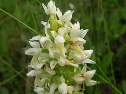 Attēlu rezultāti vaicājumam “Dactylorhiza ochroleuca leaf”