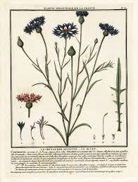 Attēlu rezultāti vaicājumam “Cyanus segetum flower”