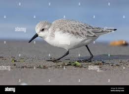 Attēlu rezultāti vaicājumam “Calidris alba adult”