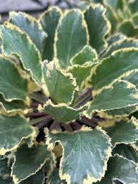 Attēlu rezultāti vaicājumam “Eryngium planum leaf”